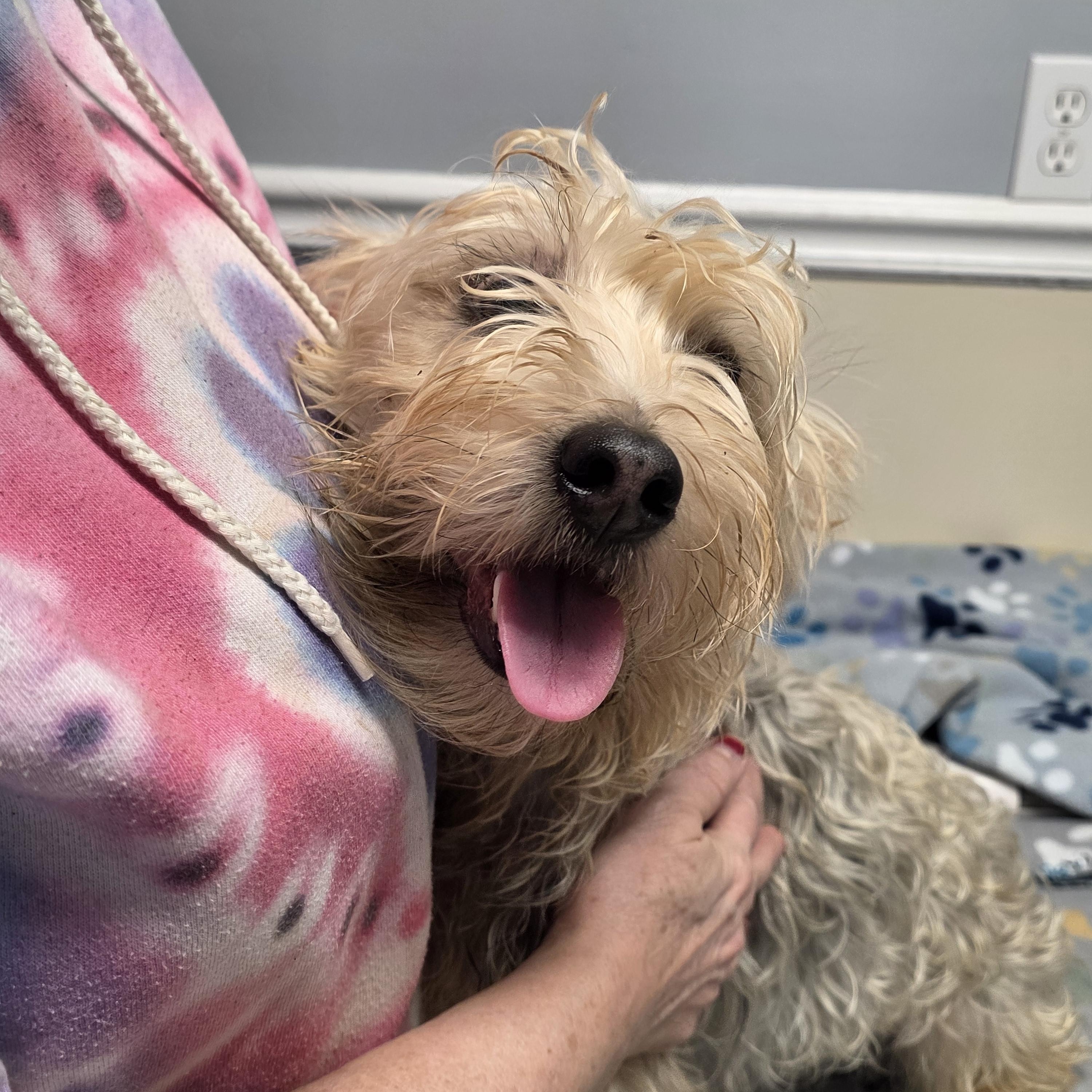 Enlarge Cookie, an adopted mixed breed in Lacona, NY image 2/5