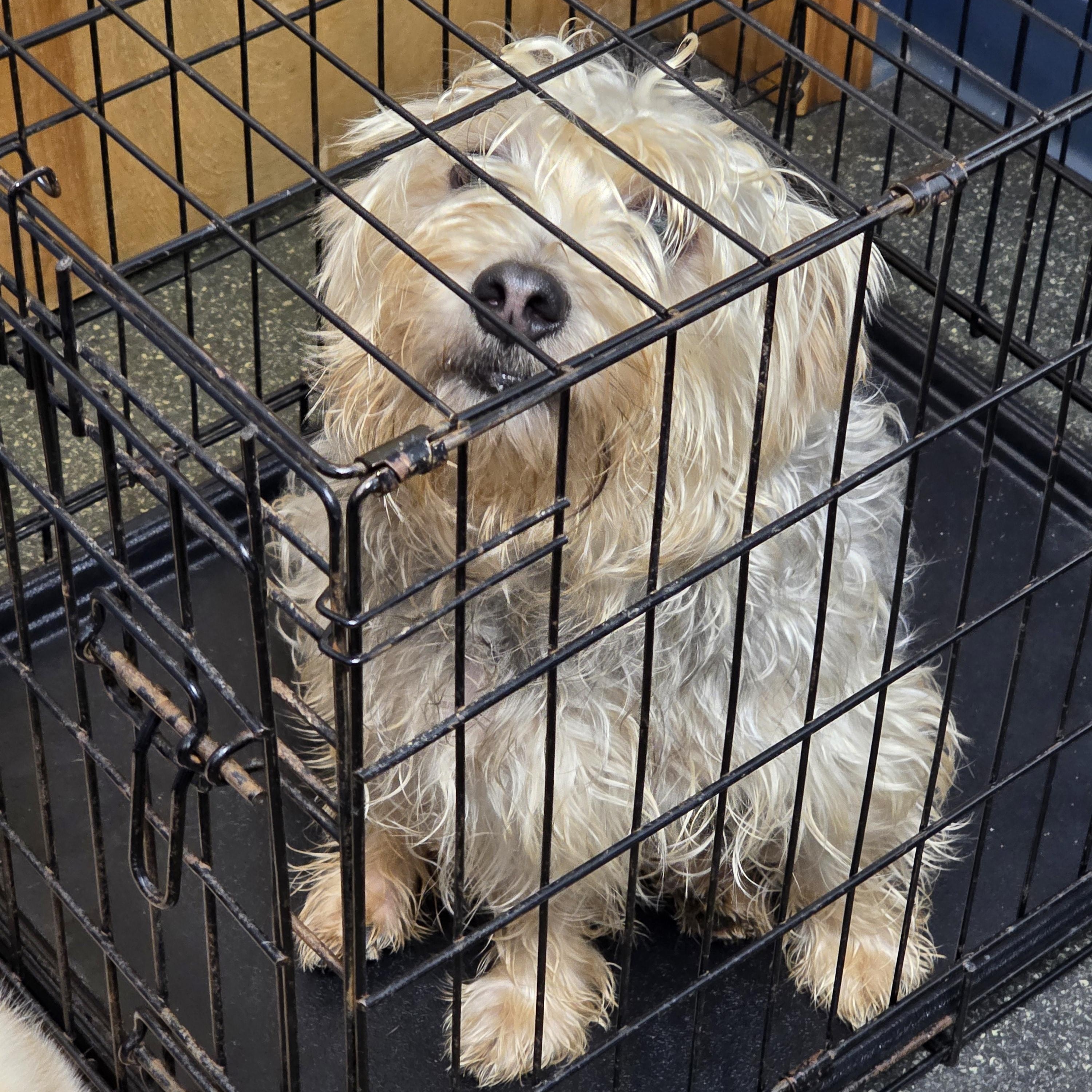 Enlarge Cookie, an adopted mixed breed in Lacona, NY image 5/5