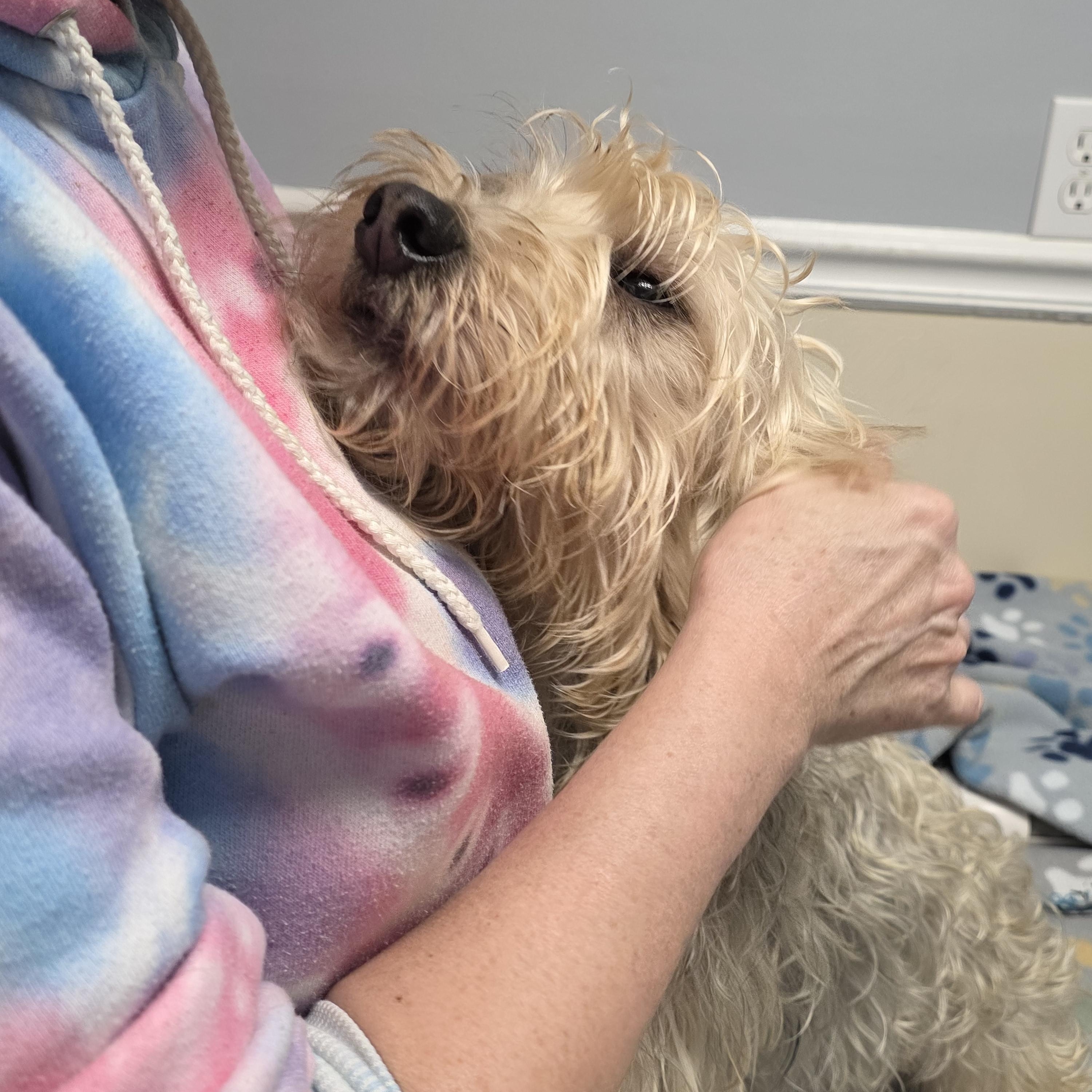 Enlarge Cookie, an adopted mixed breed in Lacona, NY image 4/5