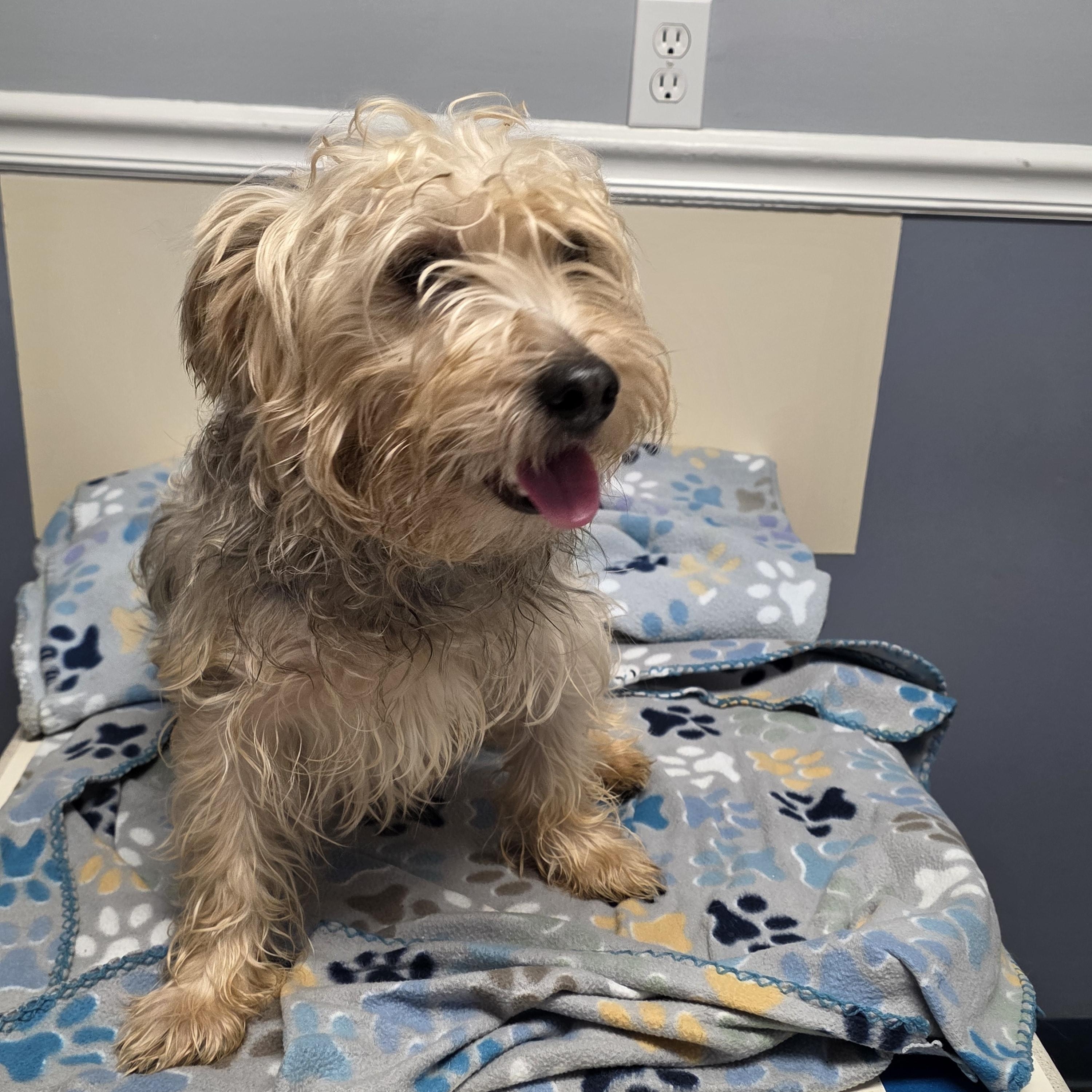 Cookie, adopted, Adult Male Maltese & Yorkshire Terrier.