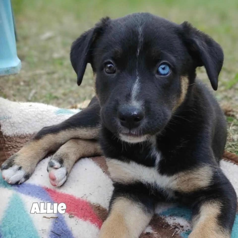 Allie, an adoptable Labrador Retriever in Winnipeg, MB, R2C 1P2 | Photo Image 1