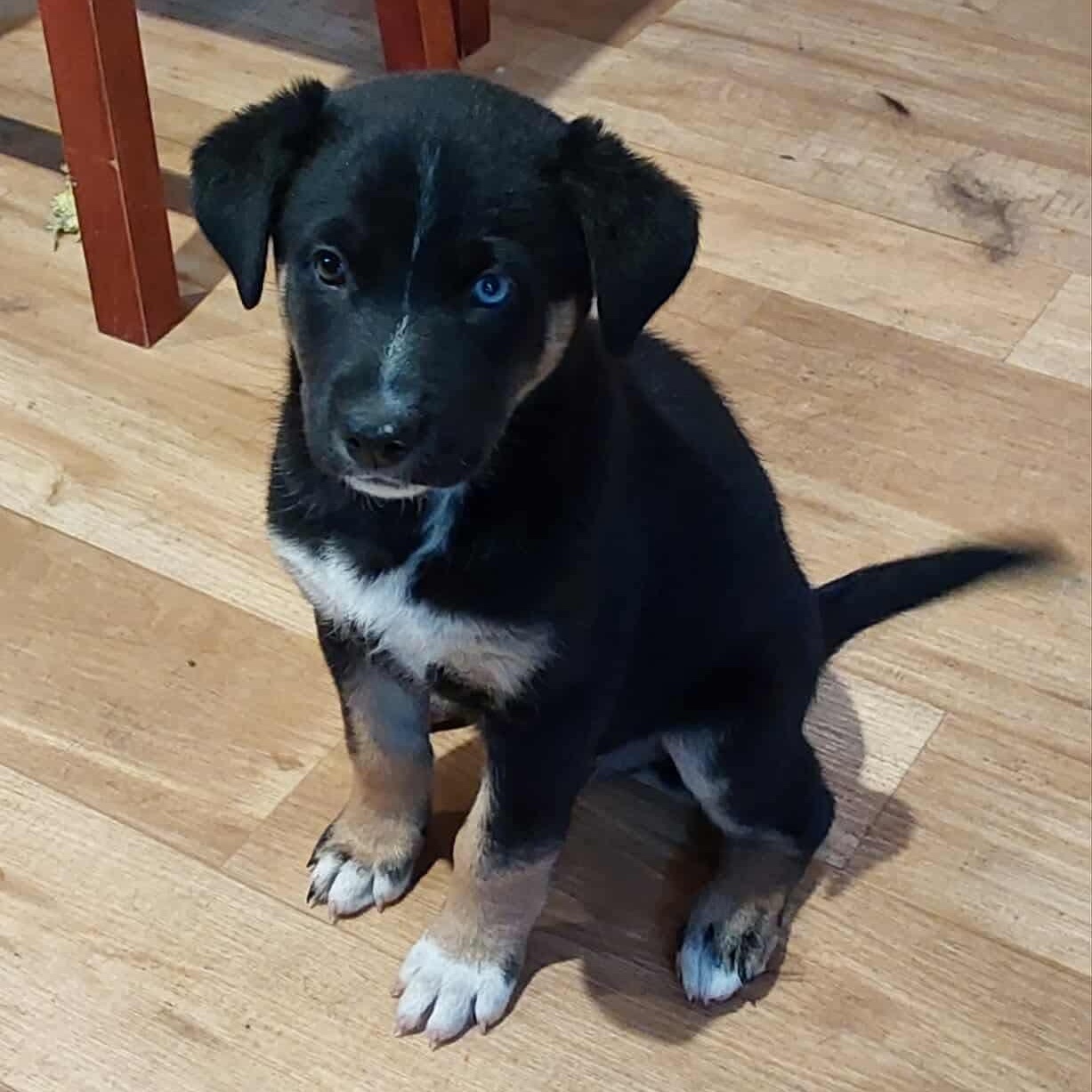 Allie, an adoptable Labrador Retriever in Winnipeg, MB, R2C 1P2 | Photo Image 3