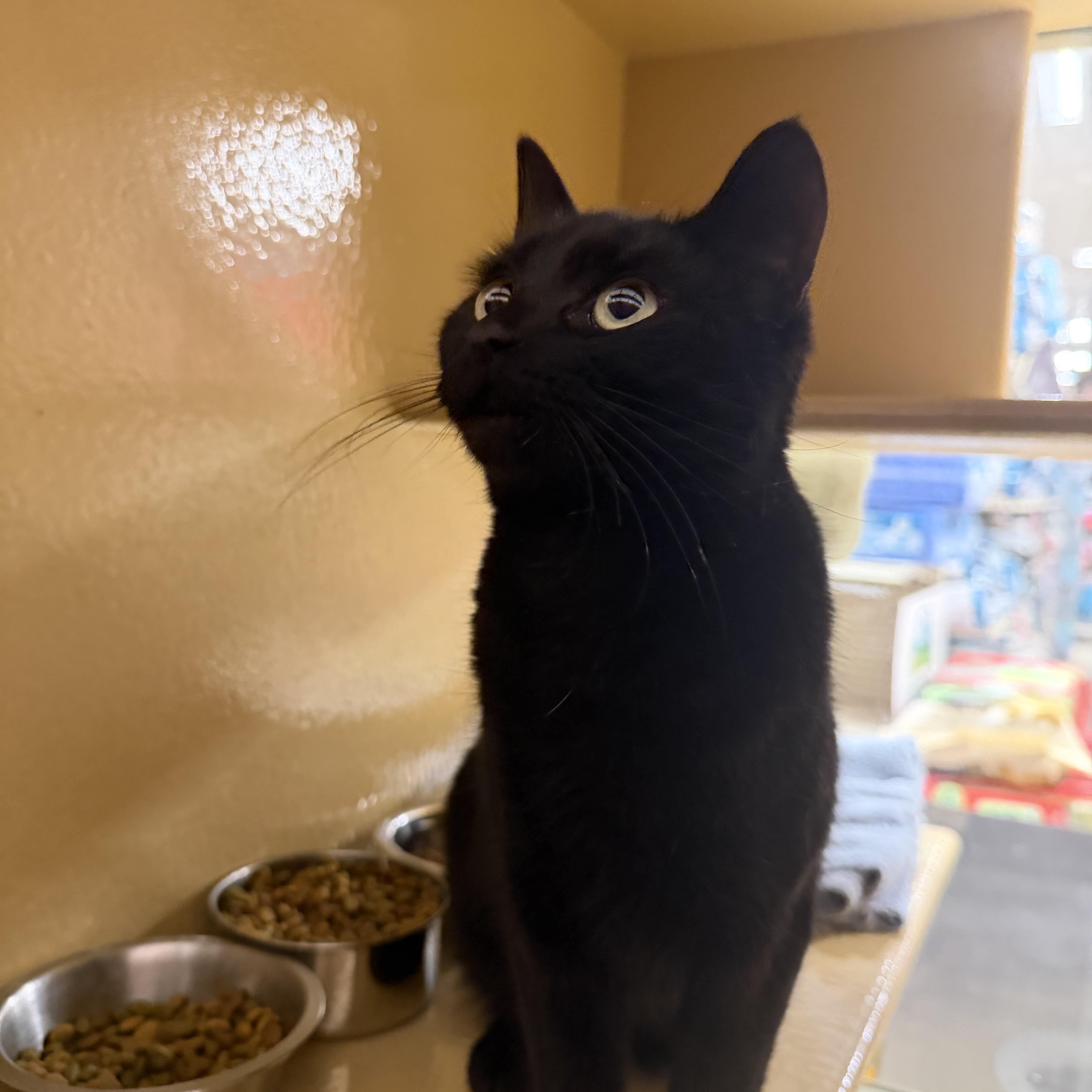 Lilly, an adopted Domestic Short Hair in Canton, MA image 1/3