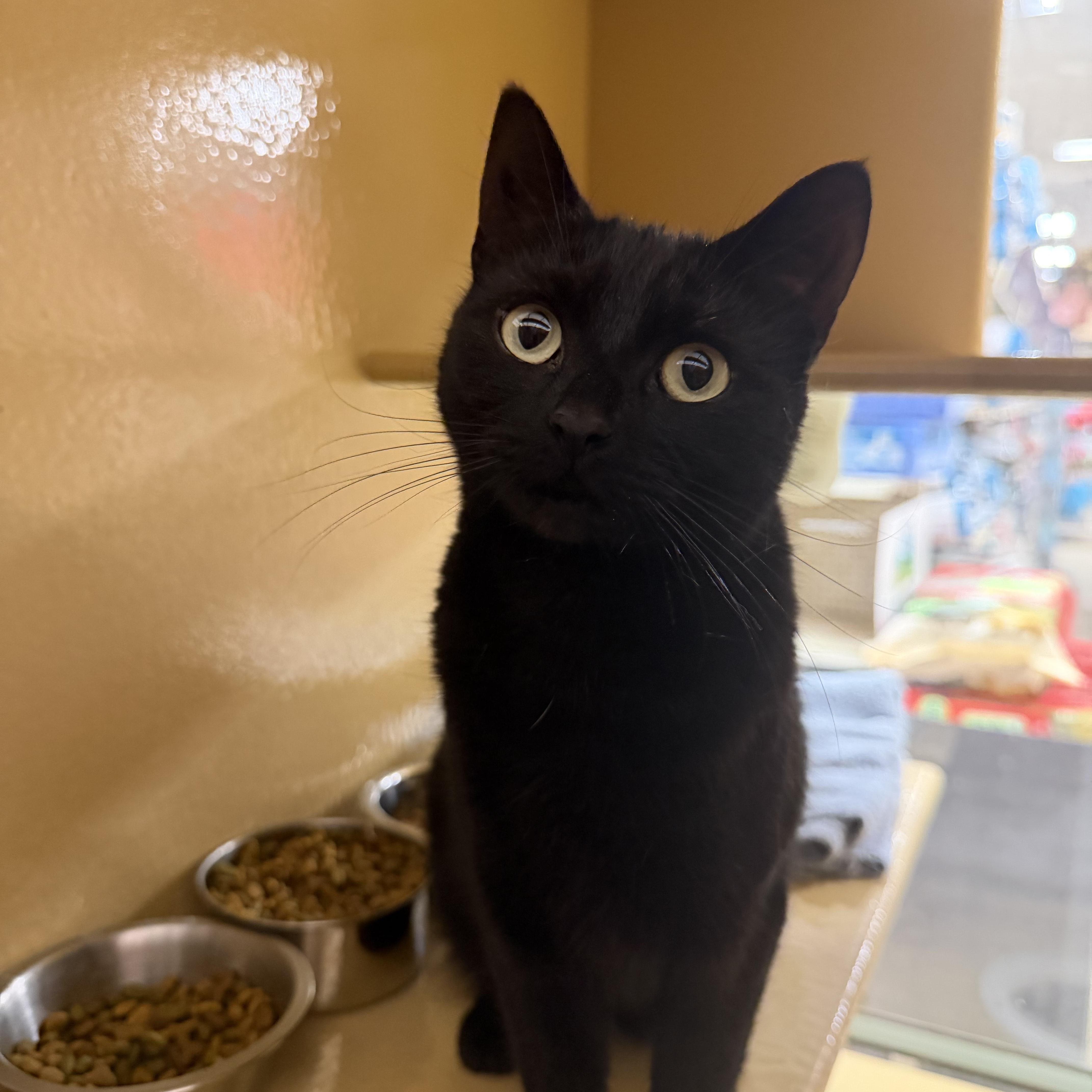 Lilly, an adopted Domestic Short Hair in Canton, MA image 3/3