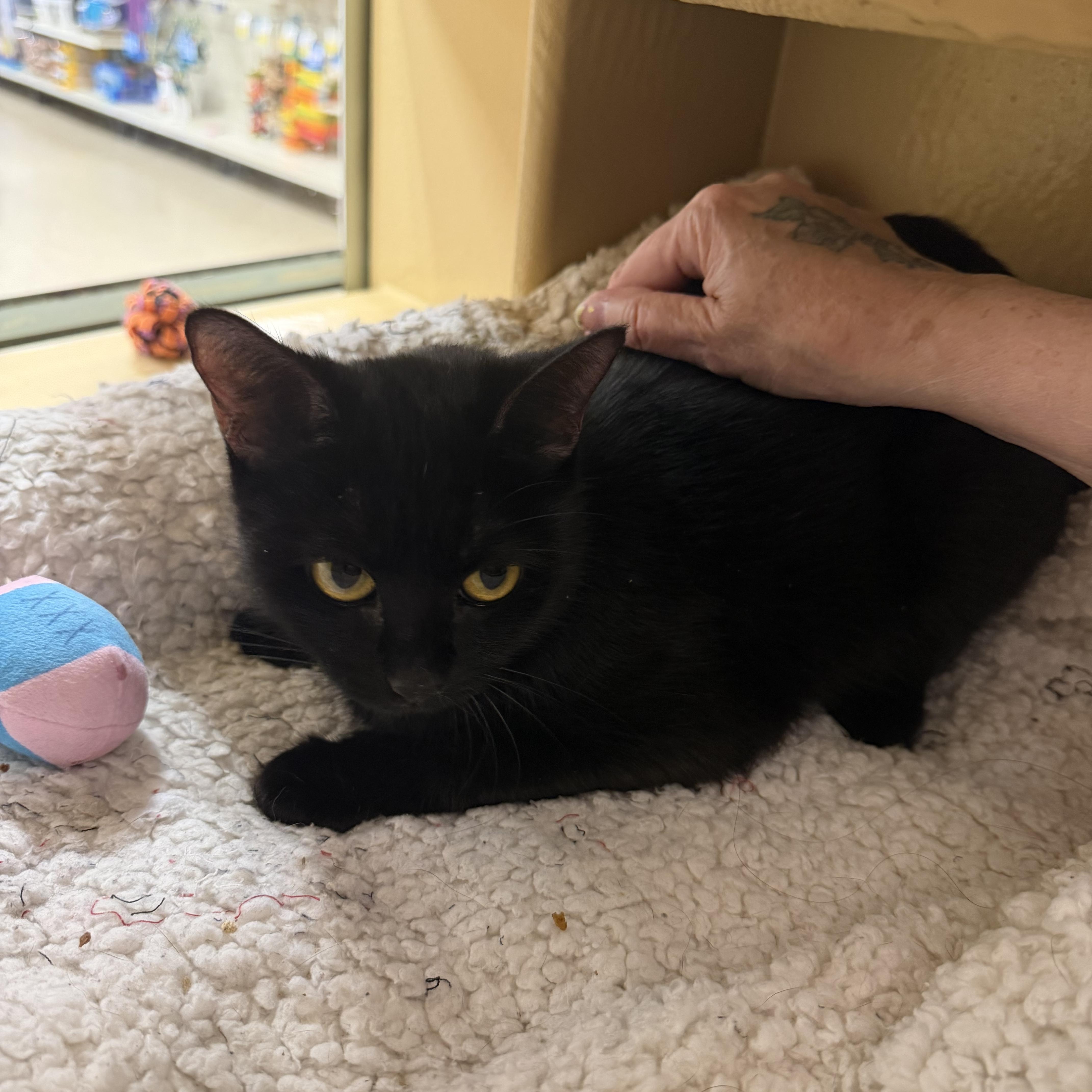Lilly, an adopted Domestic Short Hair in Canton, MA image 2/3