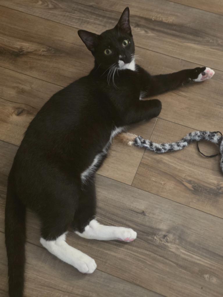 Gideon, Adoptable, Young Male Domestic Short Hair.