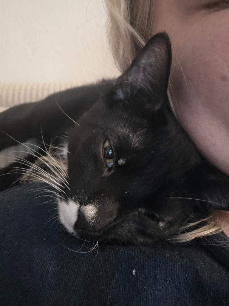 Enlarge Gideon, a Adoptable Domestic Short Hair in Fort Myers, FL image 2/4