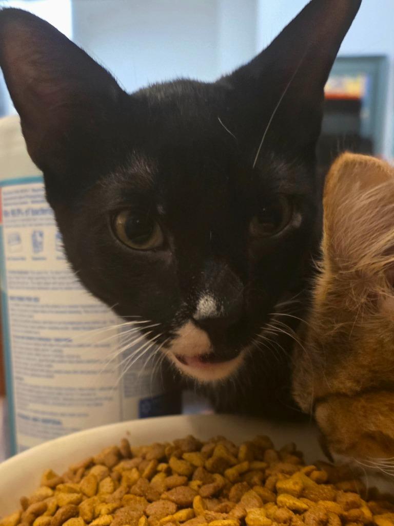 Enlarge Gideon, a Adoptable Domestic Short Hair in Fort Myers, FL image 3/4