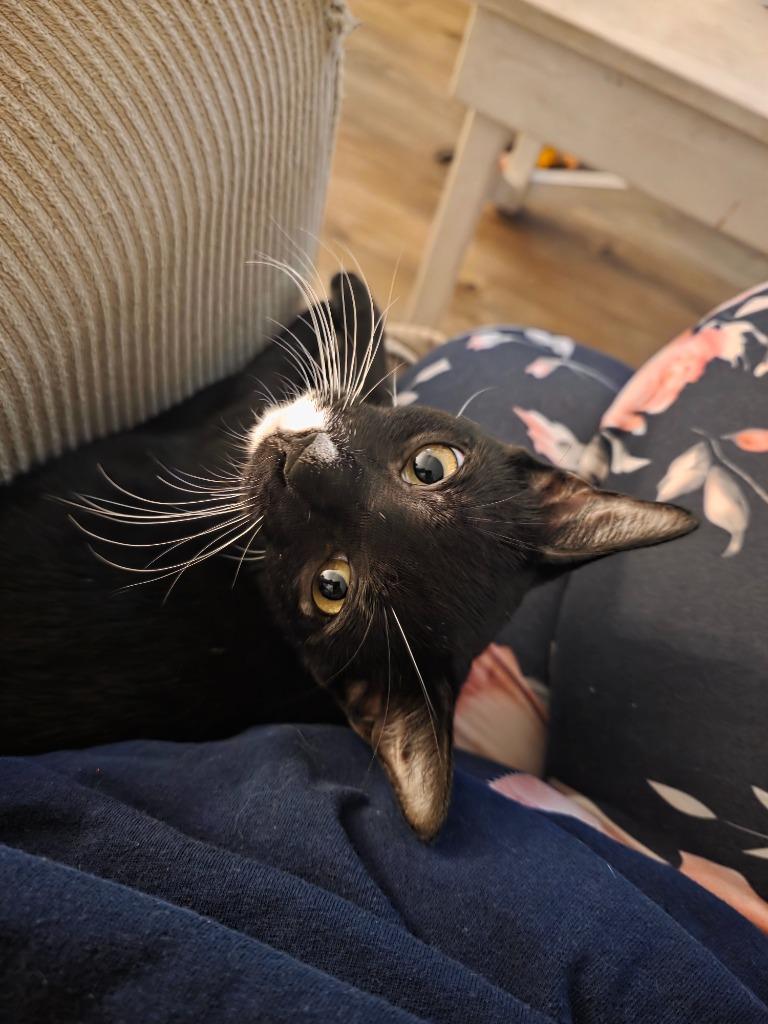 Enlarge Gideon, a Adoptable Domestic Short Hair in Fort Myers, FL image 4/4