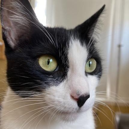 Enlarge Beatrix, a Adoptable Domestic Short Hair in Long Beach, CA image 1/4