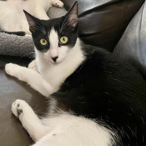 Enlarge Beatrix, a Adoptable Domestic Short Hair in Long Beach, CA image 2/4