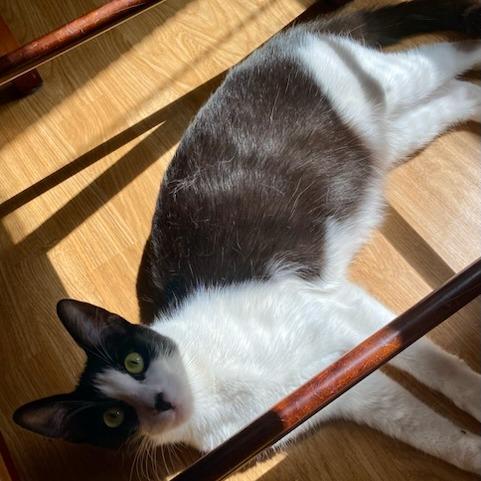 Enlarge Beatrix, a Adoptable Domestic Short Hair in Long Beach, CA image 3/4