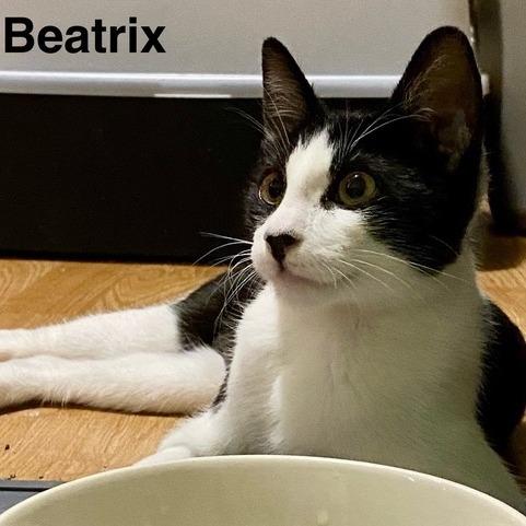 Enlarge Beatrix, a Adoptable Domestic Short Hair in Long Beach, CA image 4/4