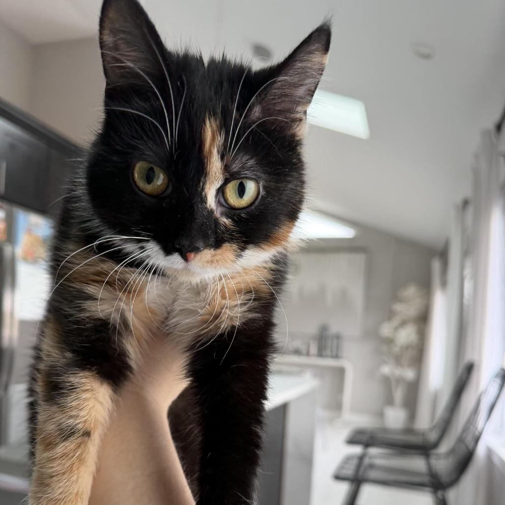 Poptart, Adoptable, Young Female Domestic Short Hair.