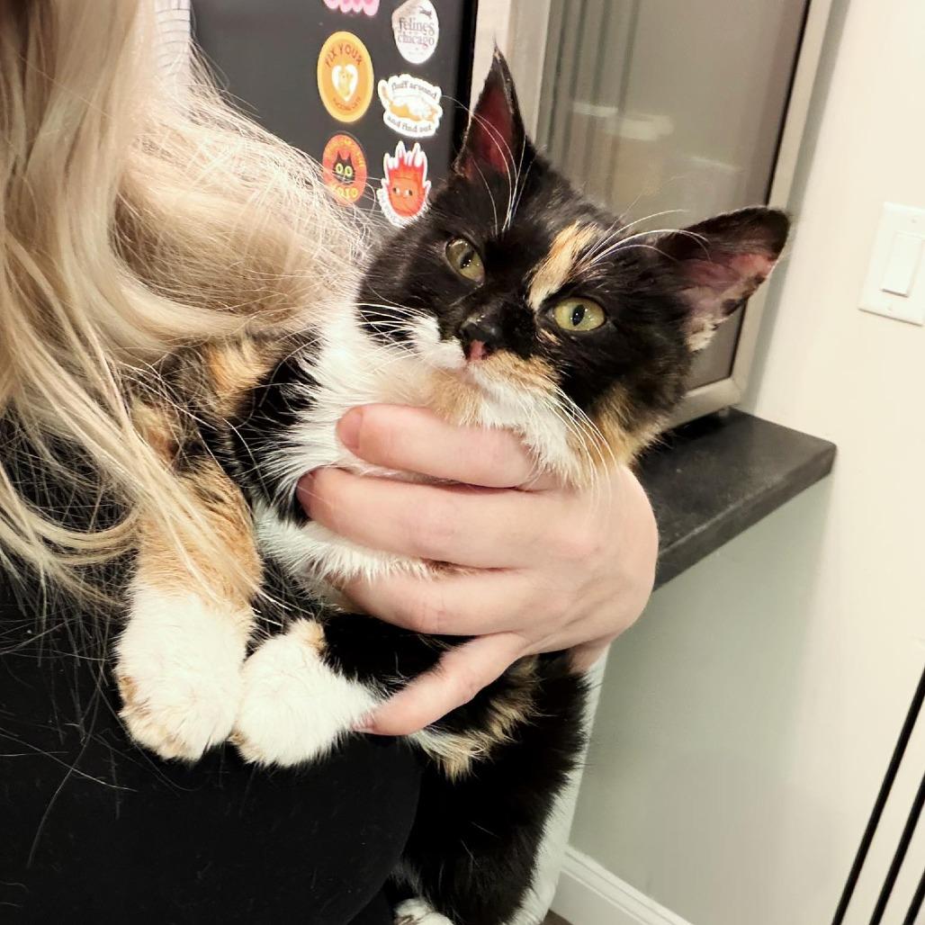 Poptart, a Adoptable Domestic Short Hair in Forest Park, IL image 2/3