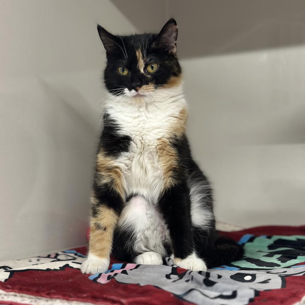 Poptart, a Adoptable Domestic Short Hair in Forest Park, IL image 3/3