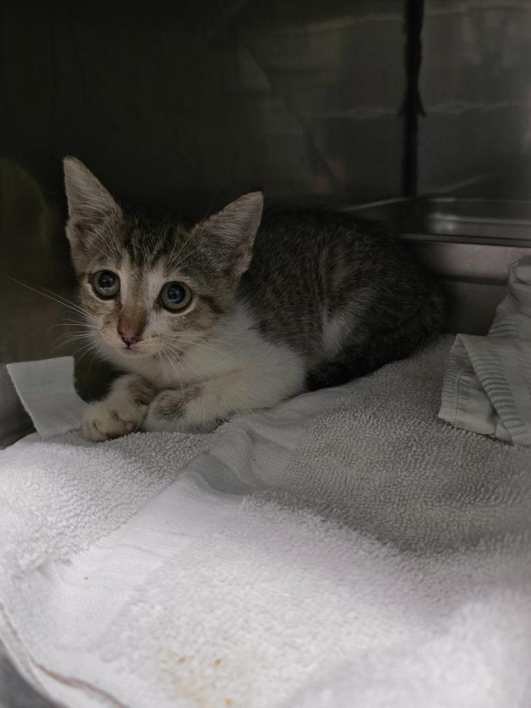 Sabre, Adoptable, Kitten Female Domestic Short Hair.