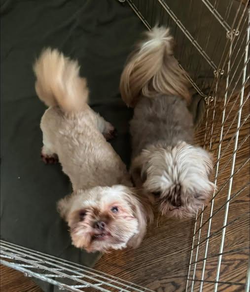 Enlarge Ambrosia & Cocoa, a ADOPTABLE Shih Tzu in Matthews, NC image 1/1