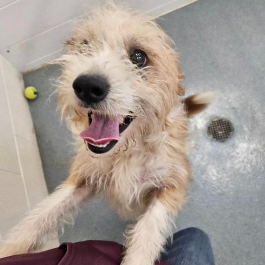 Scrappy, adopted, Adult Male Cairn Terrier.