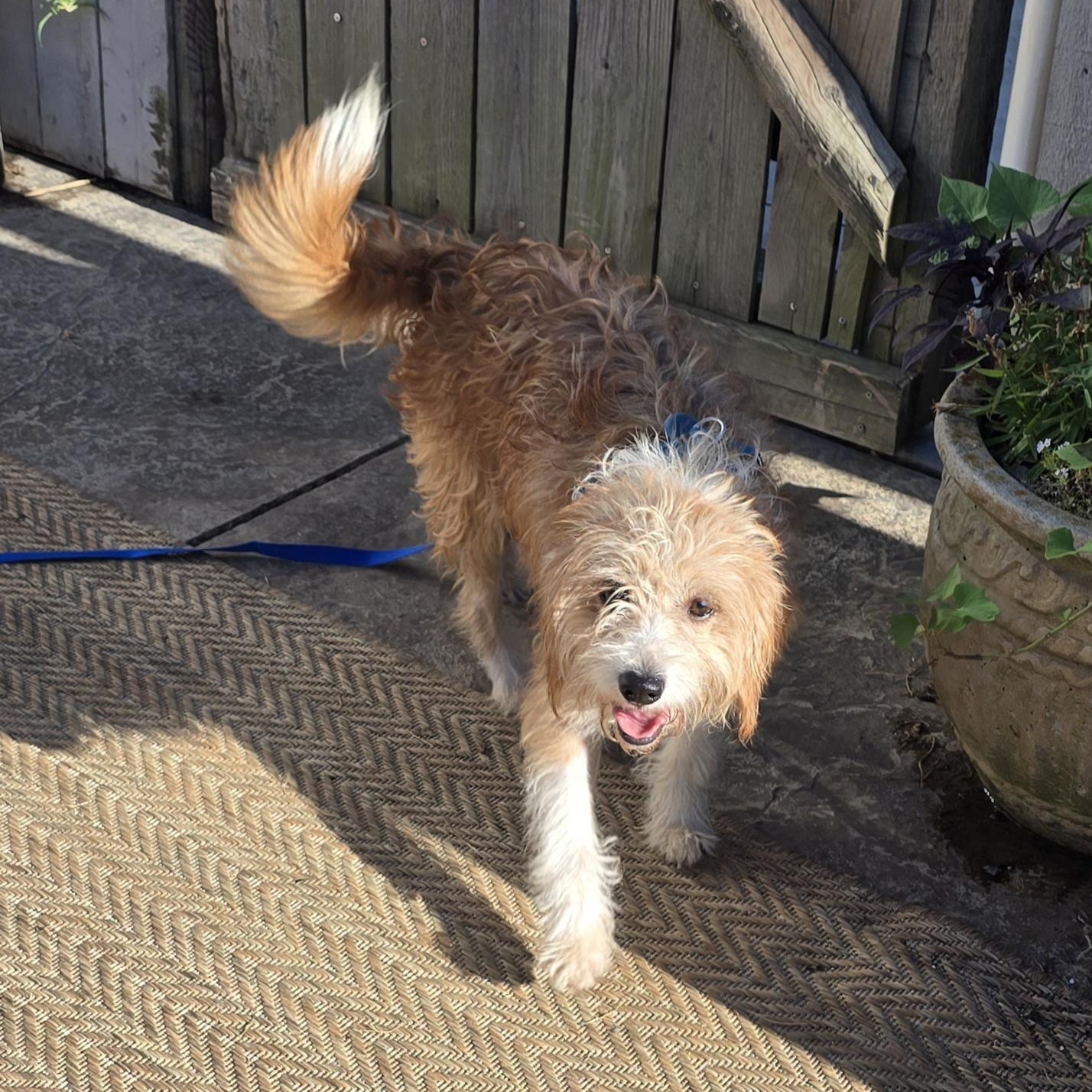 Scrappy, Adoptable, Adult Male Cairn Terrier.