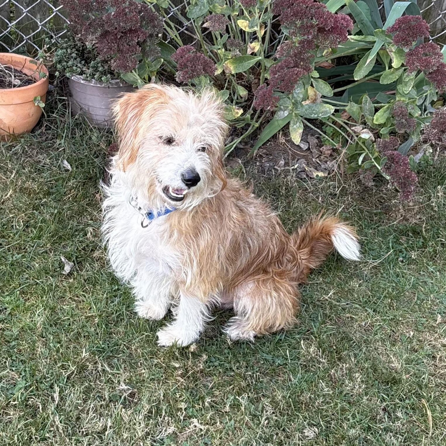 Scrappy, a Adoptable mixed breed in Maumee, OH image 3/3