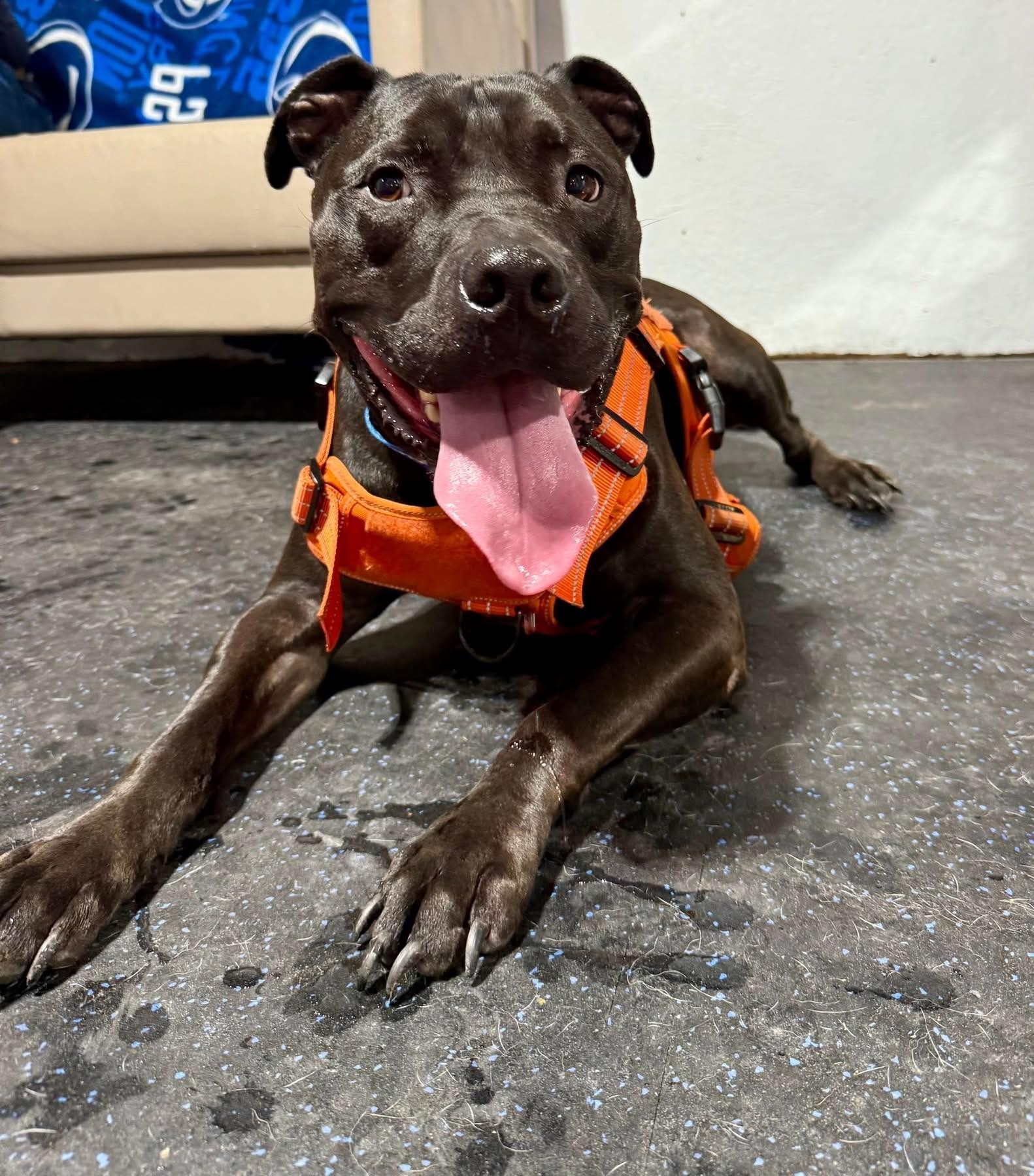 Enlarge Ducky, a Adoptable mixed breed in Dillsburg, PA image 1/6