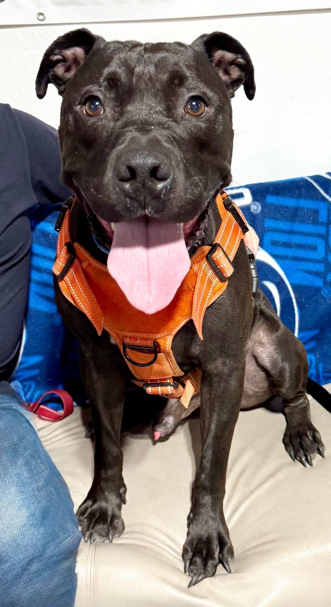 Enlarge Ducky, a Adoptable mixed breed in Dillsburg, PA image 2/6