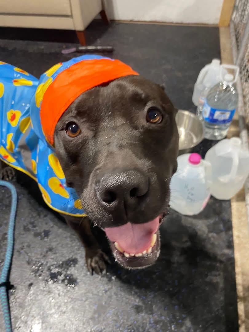 Enlarge Ducky, a Adoptable mixed breed in Dillsburg, PA image 3/6