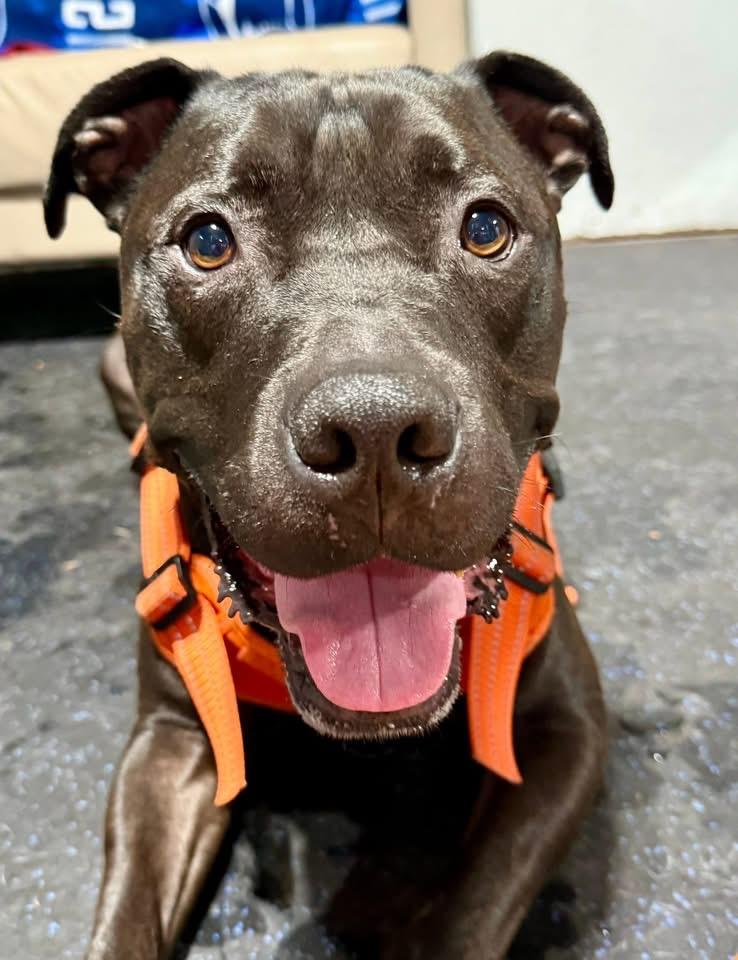 Enlarge Ducky, a Adoptable mixed breed in Dillsburg, PA image 4/6