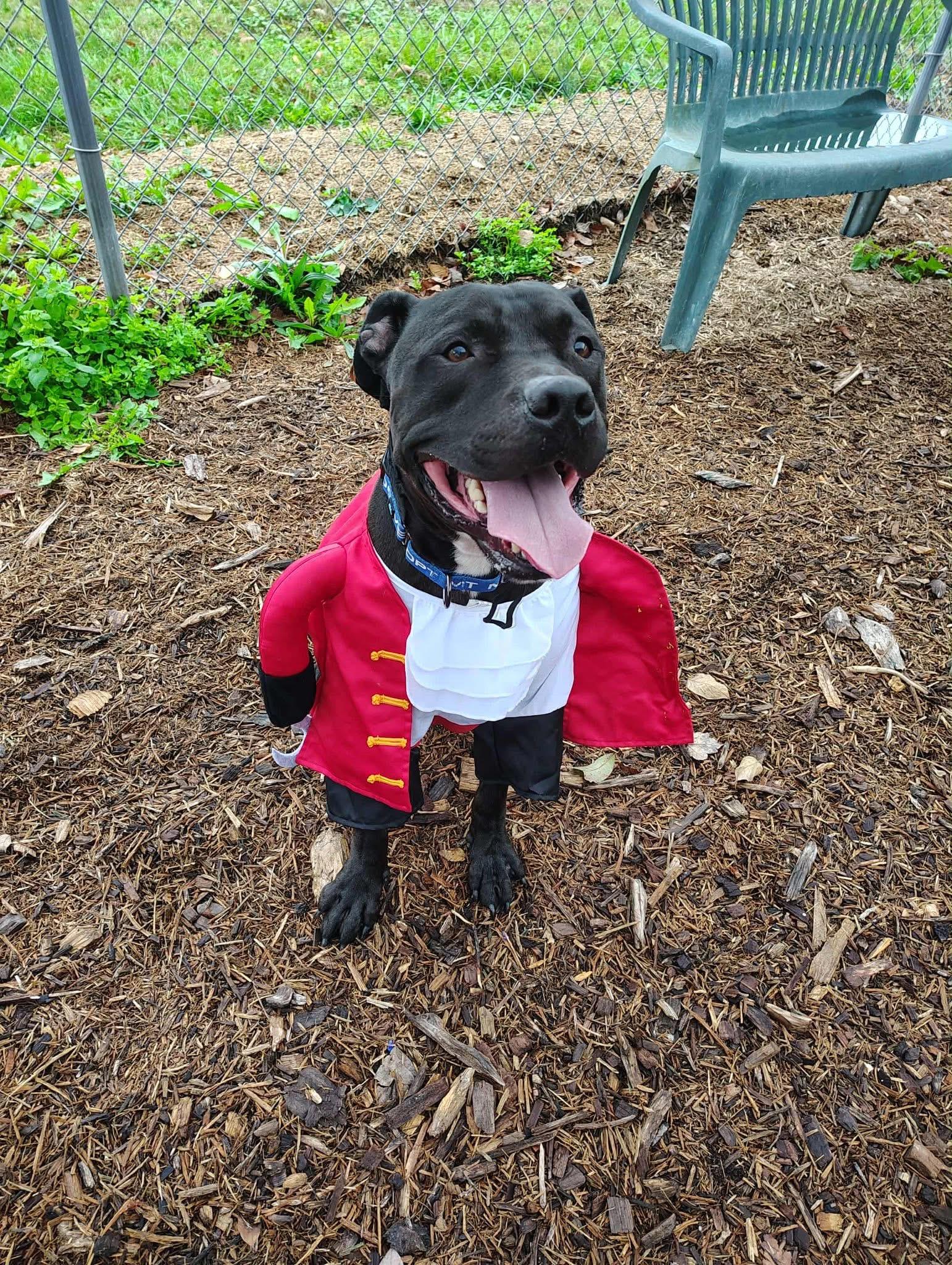 Enlarge Ducky, a Adoptable mixed breed in Dillsburg, PA image 5/6
