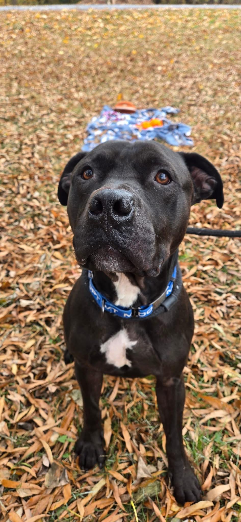 Enlarge Ducky, a Adoptable mixed breed in Dillsburg, PA image 6/6