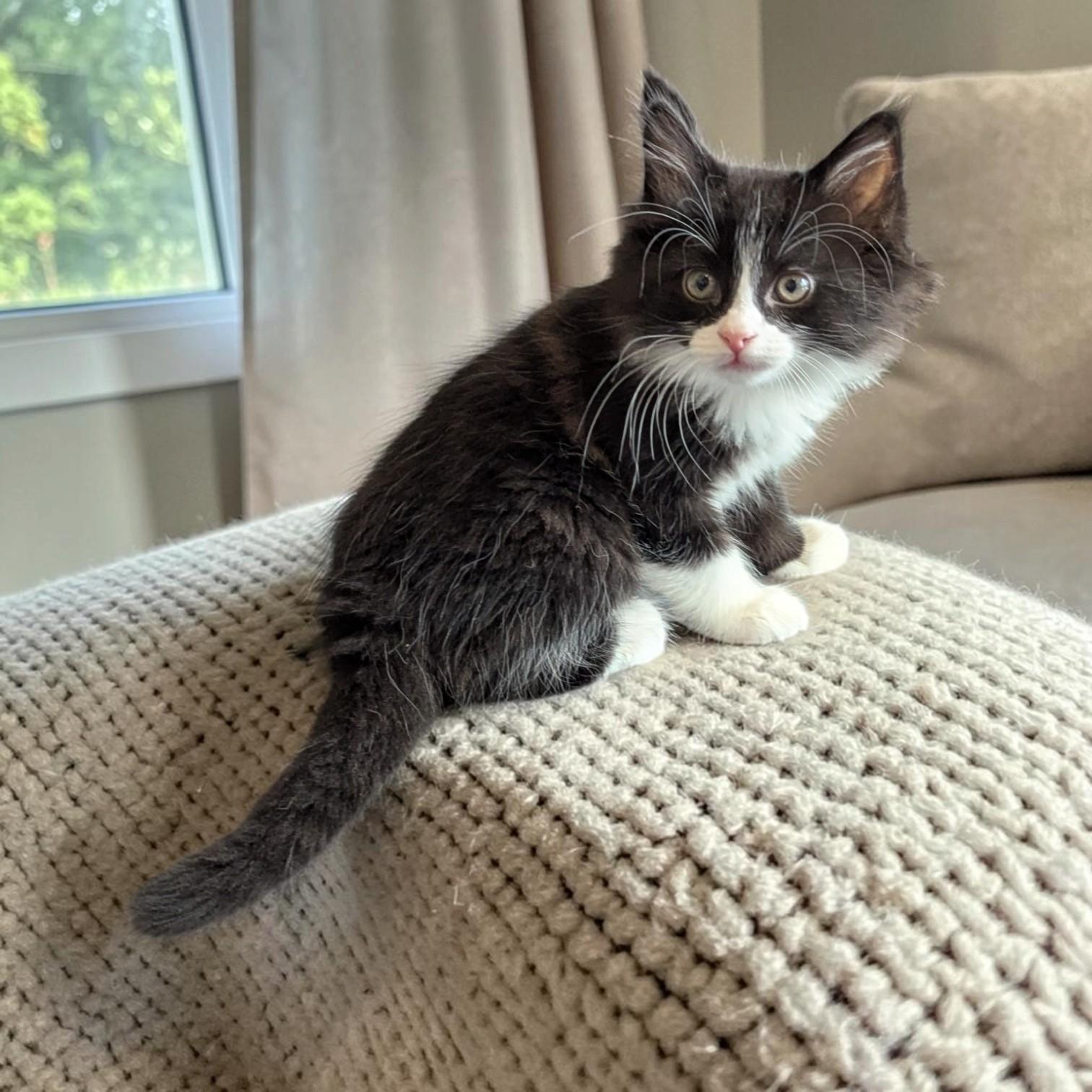 Dean, Adoptable, Kitten Male Tuxedo & Domestic Long Hair.