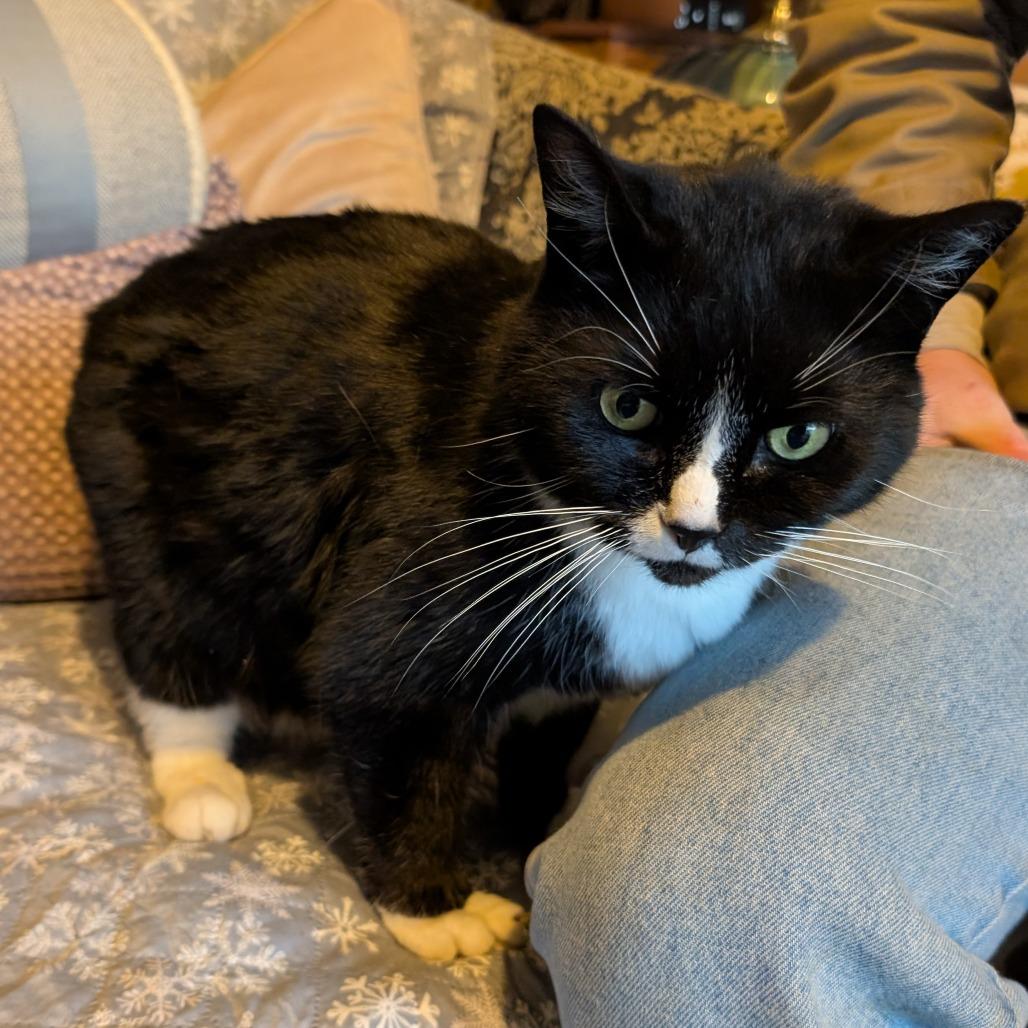 Hank, Adoptable, Senior Male Domestic Short Hair.