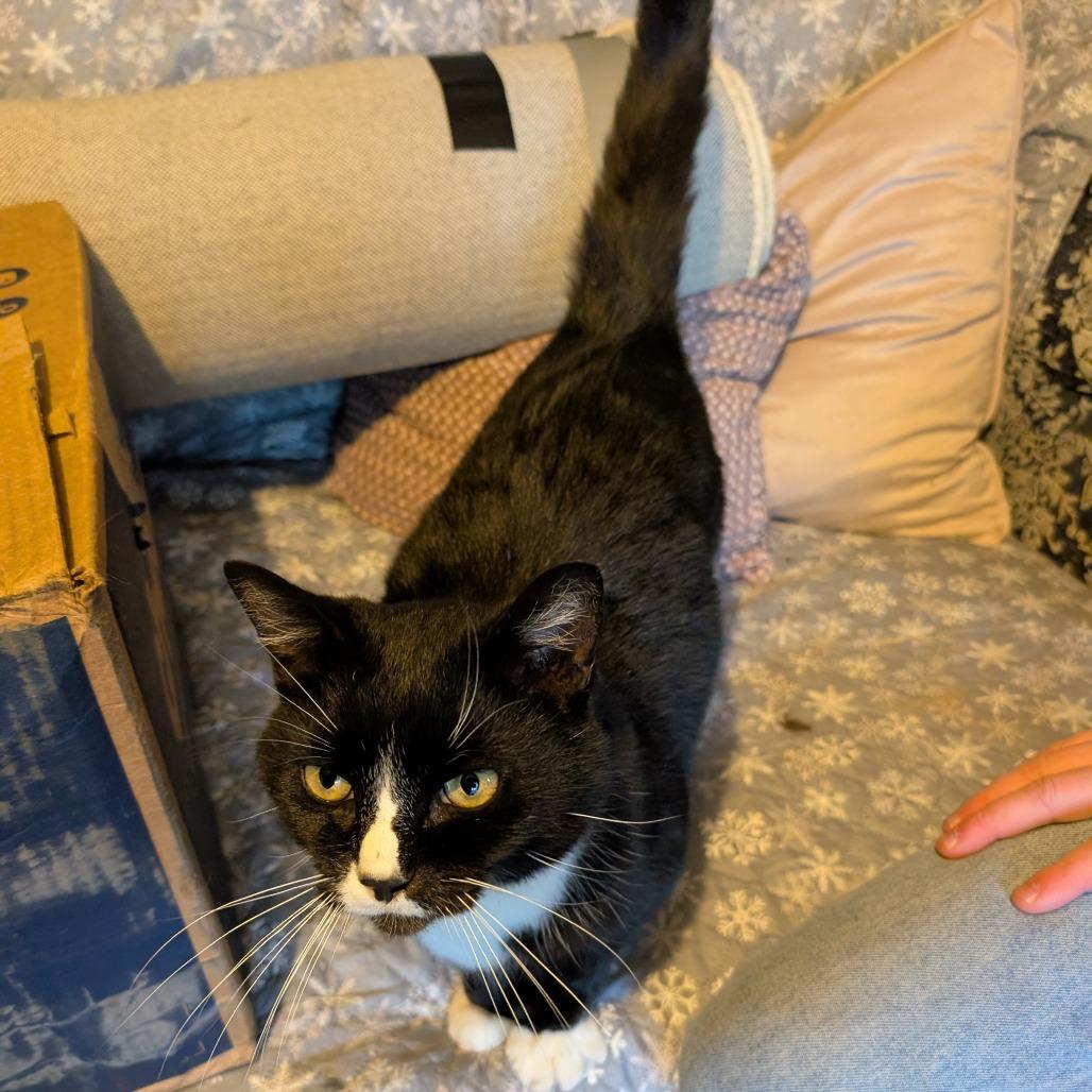 Hank, a Adoptable Domestic Short Hair in Woodstock, VA image 2/3