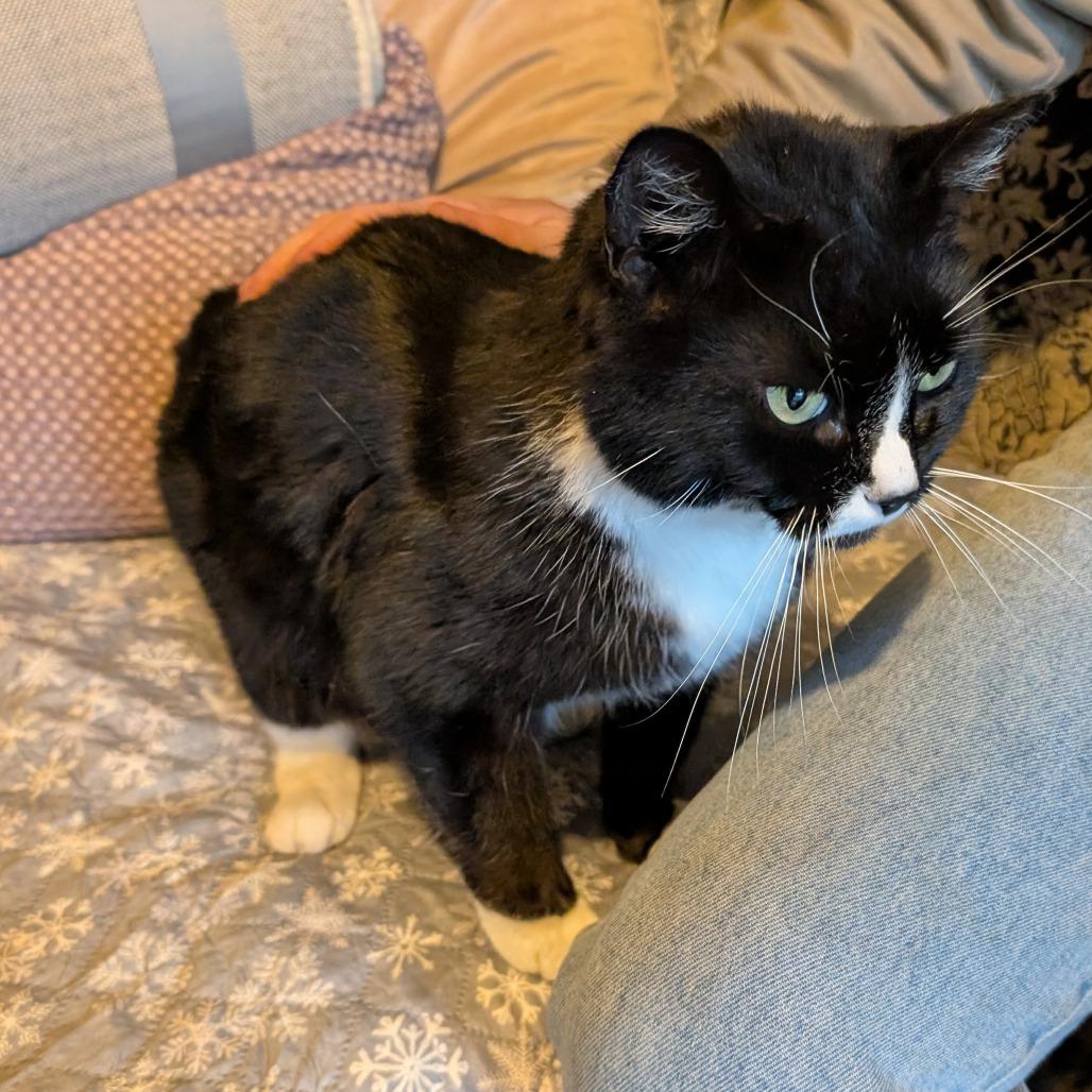 Hank, a Adoptable Domestic Short Hair in Woodstock, VA image 3/3