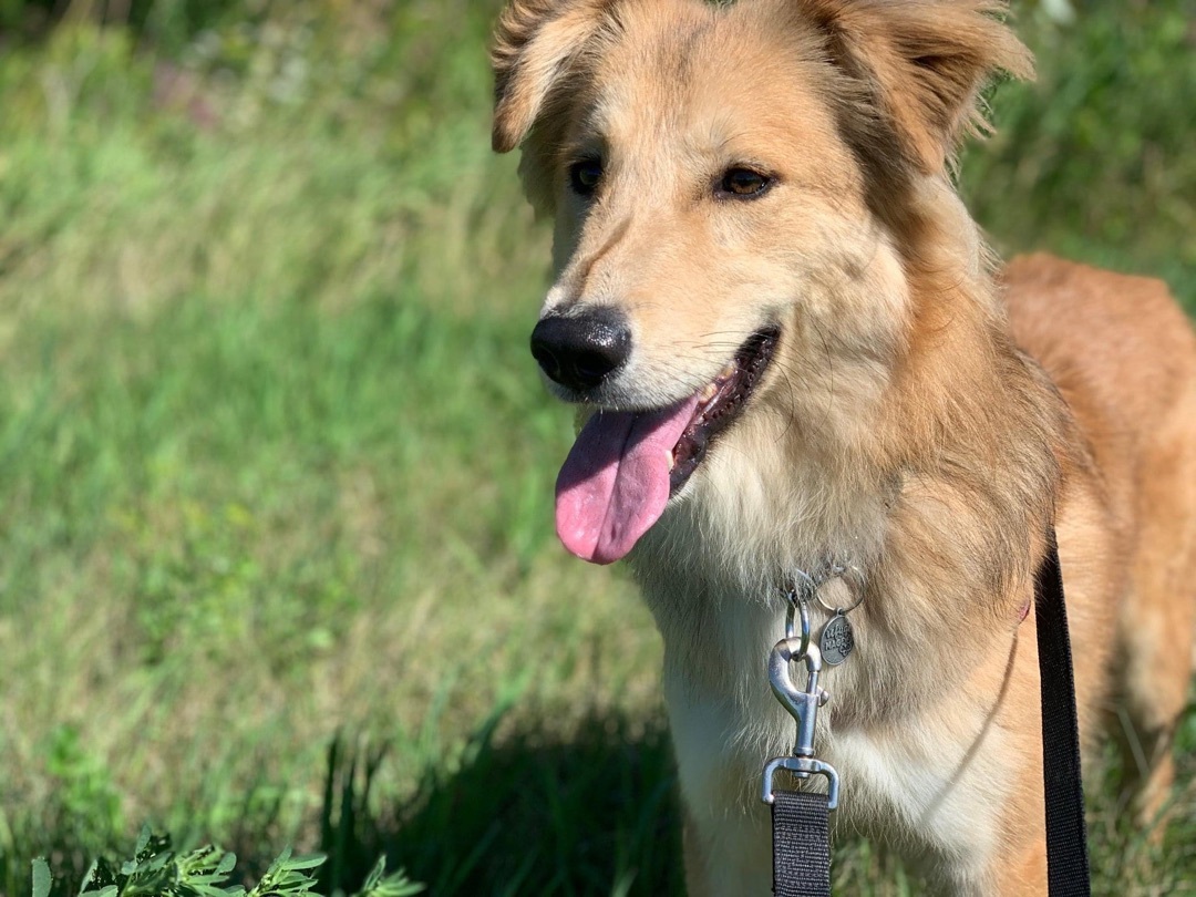Shawn, Adoptable, Adult Male Golden Retriever & Saluki.