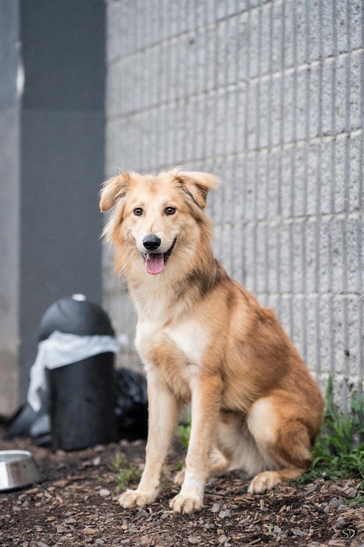 Enlarge Shawn, a Adoptable mixed breed in Vaudreuil-Dorion, QC image 2/4