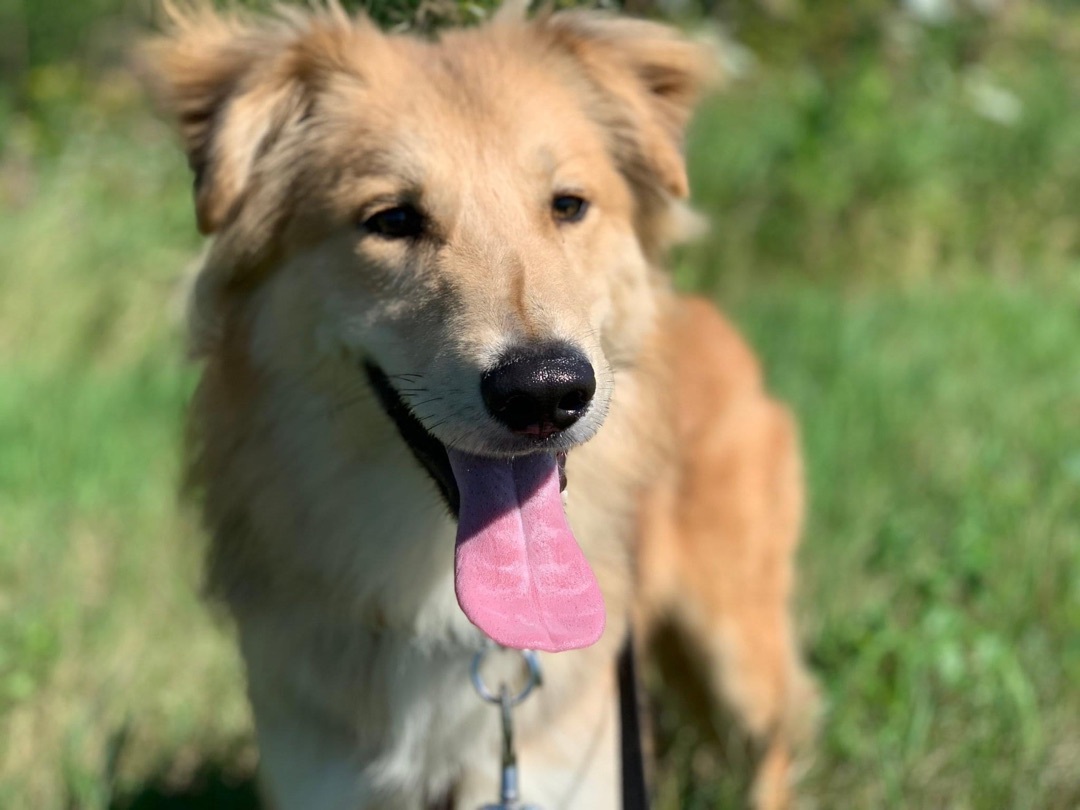 Enlarge Shawn, a Adoptable mixed breed in Vaudreuil-Dorion, QC image 3/4