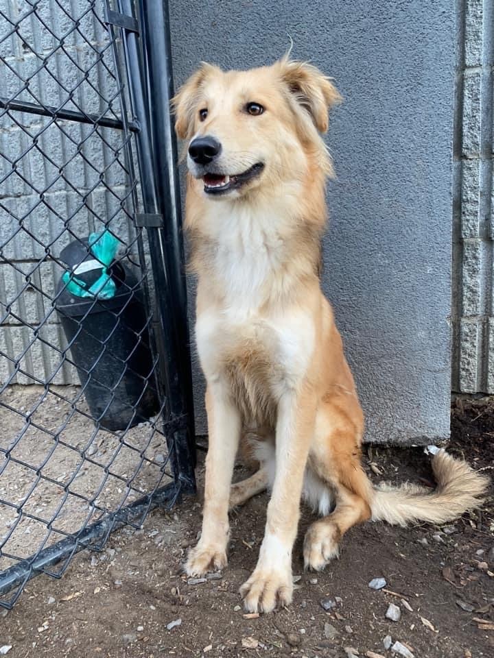Enlarge Shawn, a Adoptable mixed breed in Vaudreuil-Dorion, QC image 4/4