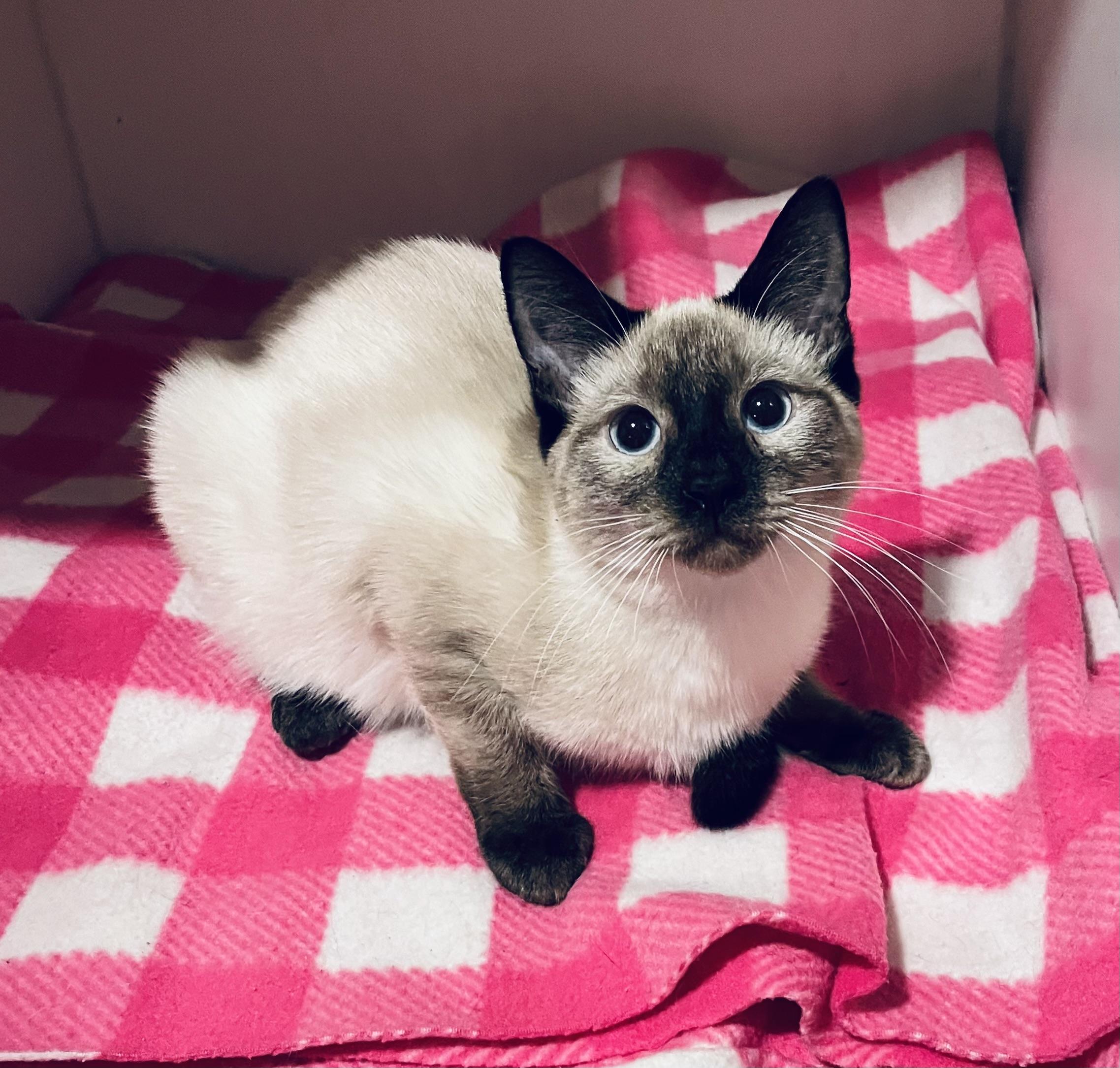 Meesha, adopted, Kitten Female Siamese.