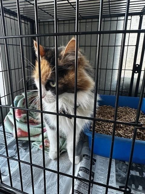 Cathy, Adoptable, Adult Female Calico.