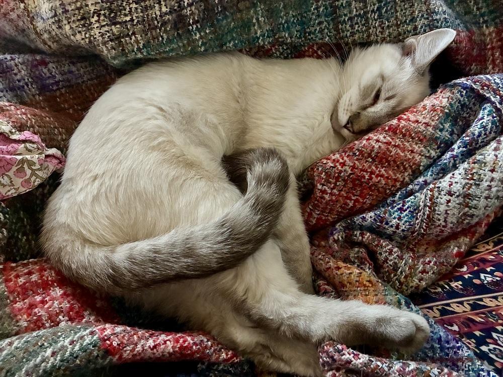 Hansel 4, Adoptable, Kitten Male Siamese.