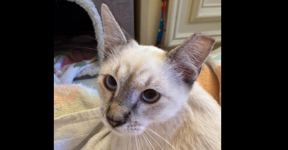 Enlarge Hansel 4, a Adoptable mixed breed in Austin, TX image 2/6