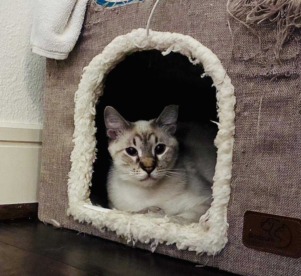 Enlarge Hansel 4, a Adoptable mixed breed in Austin, TX image 3/6