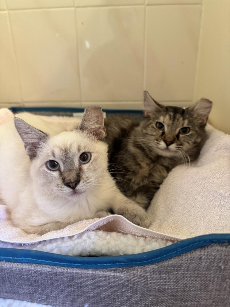 Enlarge Hansel 4, a Adoptable mixed breed in Austin, TX image 4/6