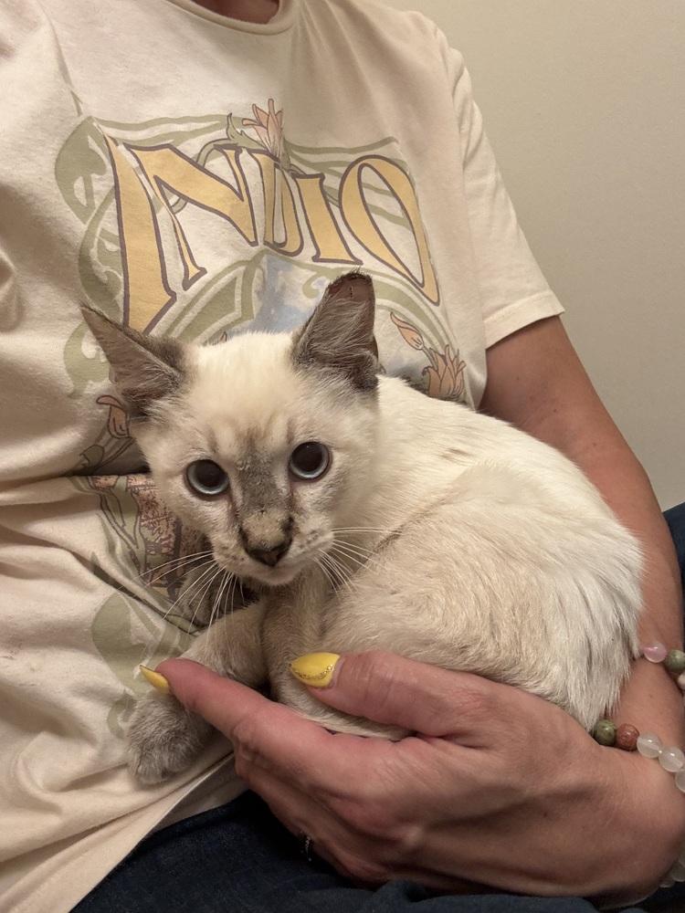 Enlarge Hansel 4, a Adoptable mixed breed in Austin, TX image 5/6