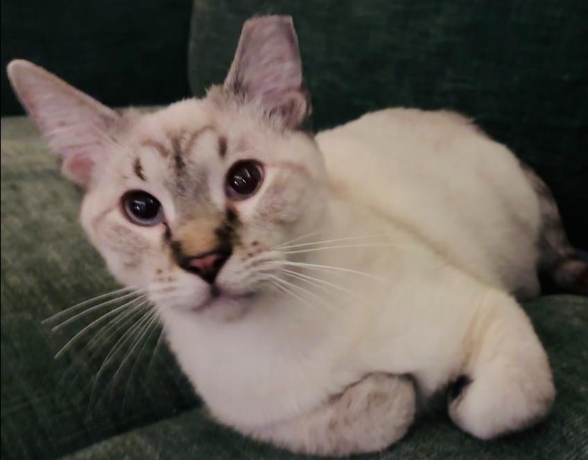 Enlarge Hansel 4, a Adoptable mixed breed in Austin, TX image 6/6