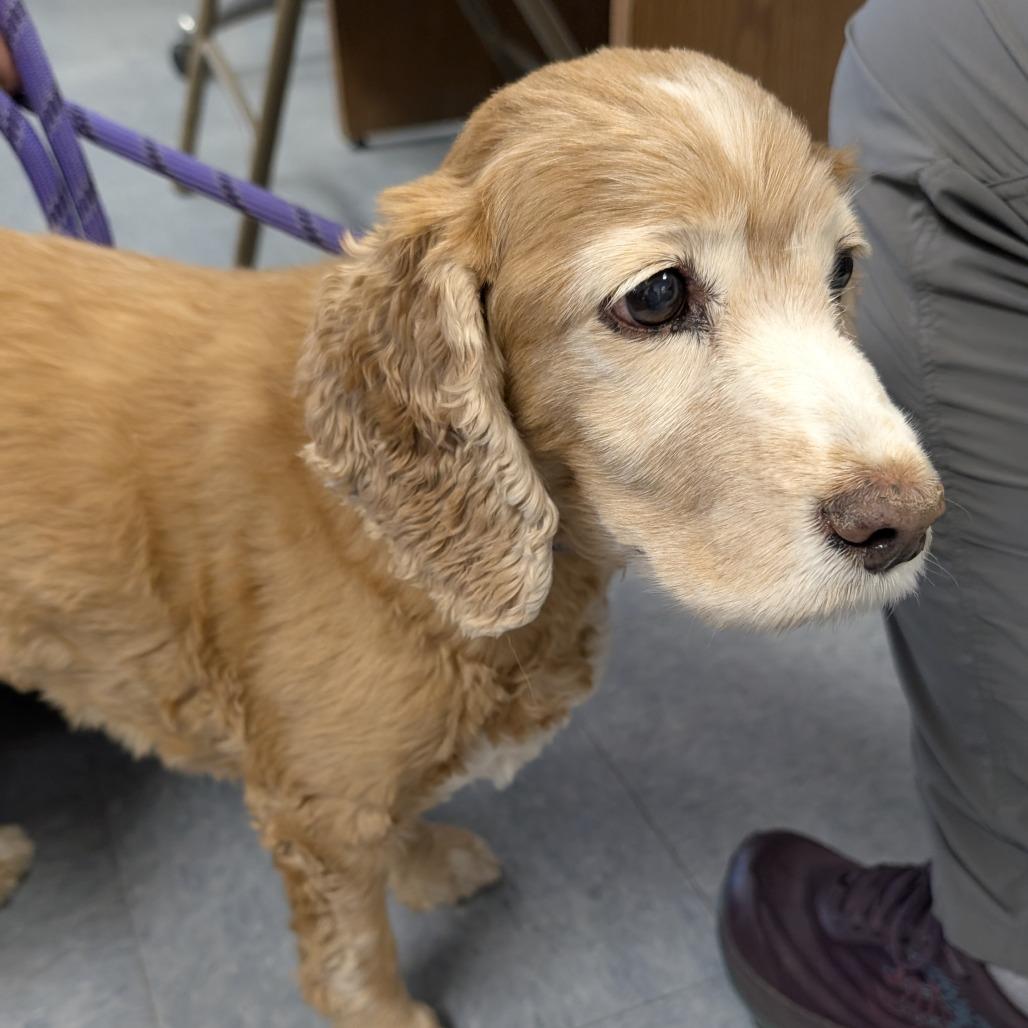 Enlarge Found Dog, a Adoptable Cocker Spaniel in Buffalo, WY image 1/1