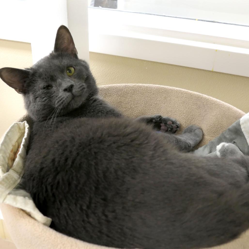 Roger, a Adoptable Domestic Short Hair in Greensboro, GA image 1/6