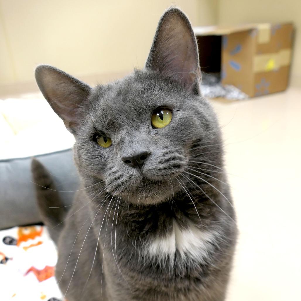 Roger, a Adoptable Domestic Short Hair in Greensboro, GA image 2/6
